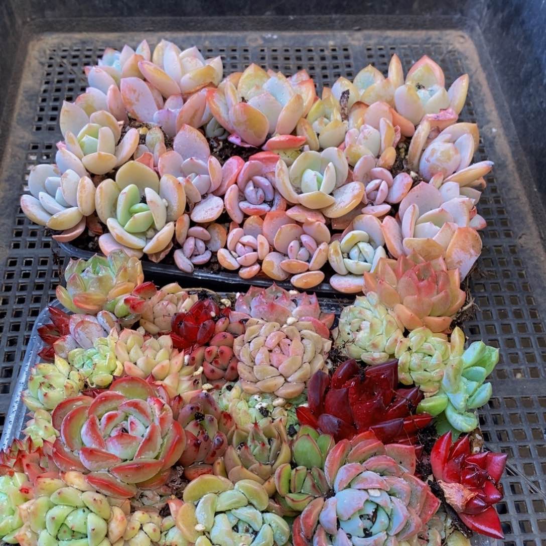 330多肉植物保护研究所所长助理