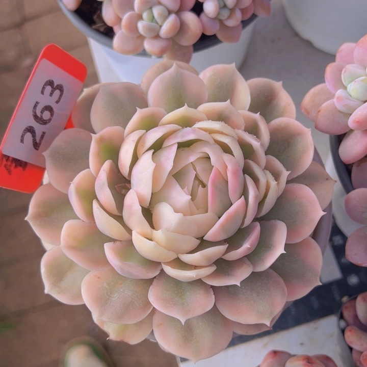 健健康康平平安安