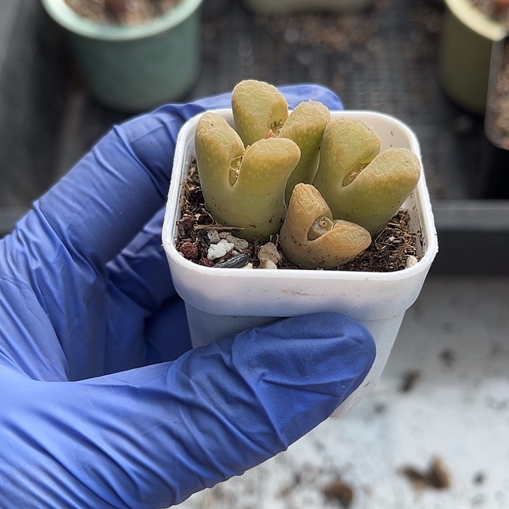 脱土发，满28包邮。蕾丝舞群2