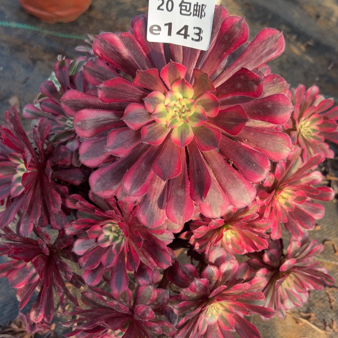 143红铜白，多肉法师