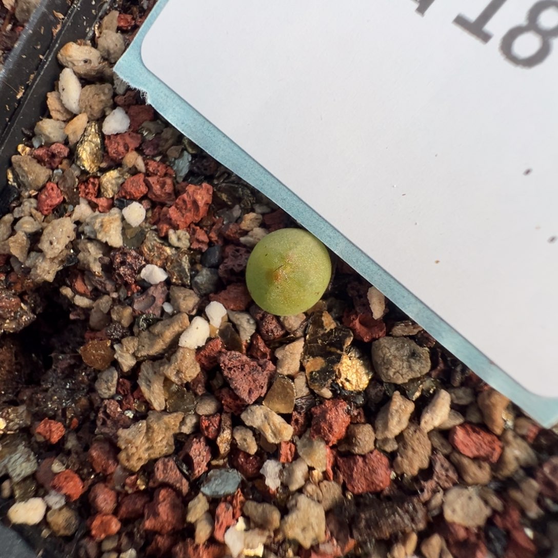 18-10肉锥多肉植物大战