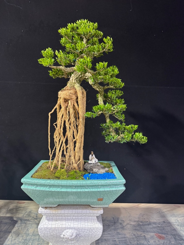 广东皱皮雀舌黄杨盆景黄杨树室内室外盆景四季常青翠绿室内盆景