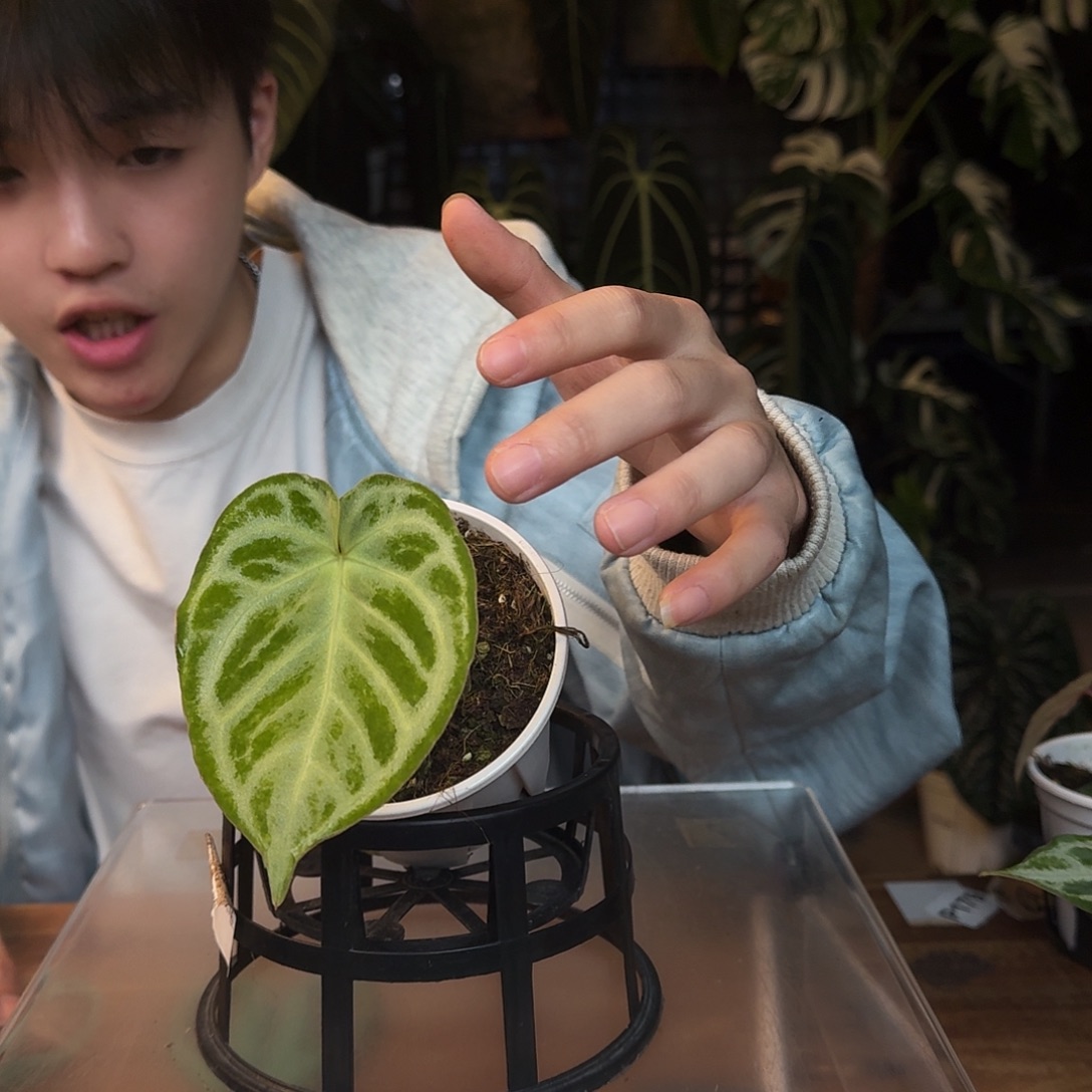 完全开放C188银色面纱杂铜锣烧