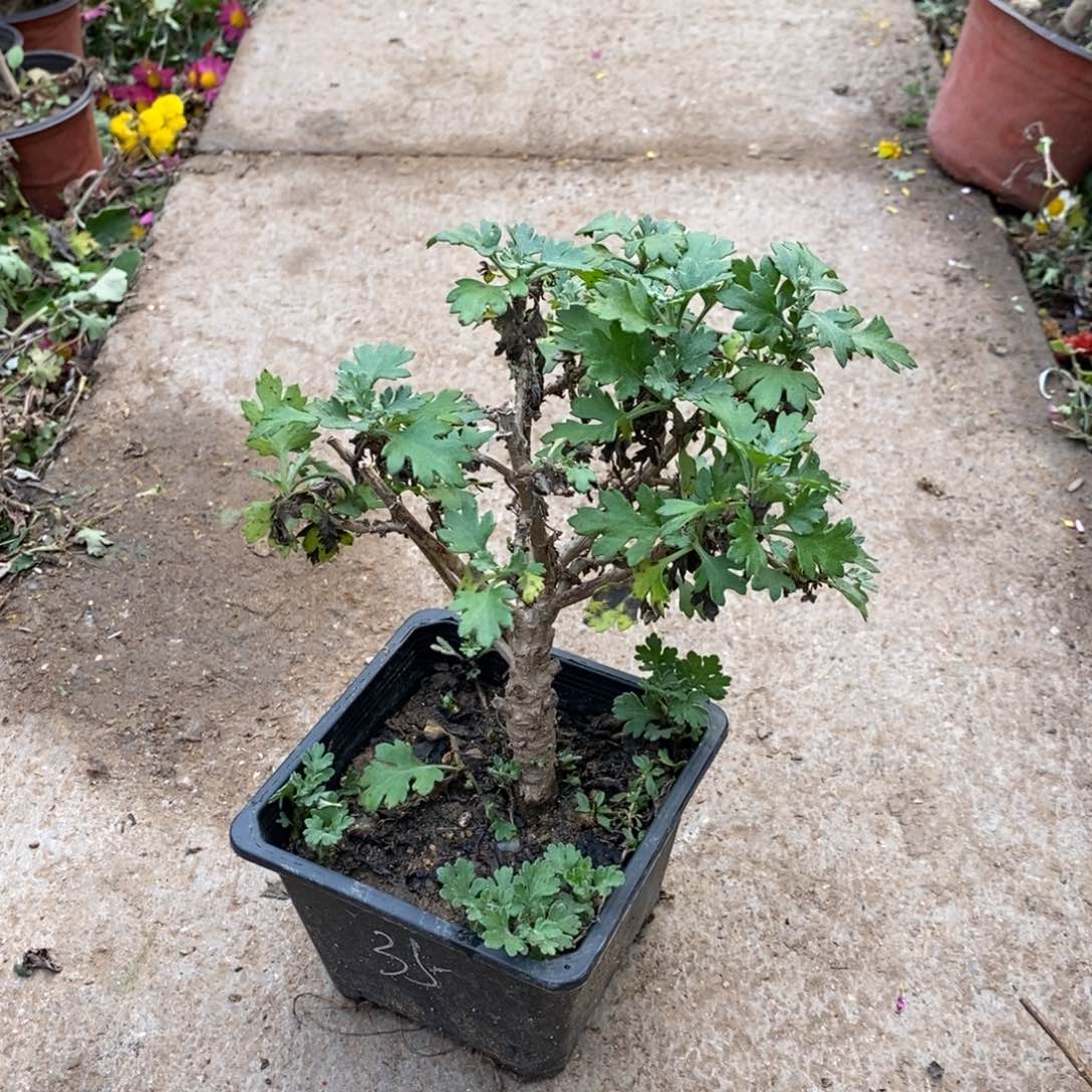 芳***香无花朵盆景盆景20