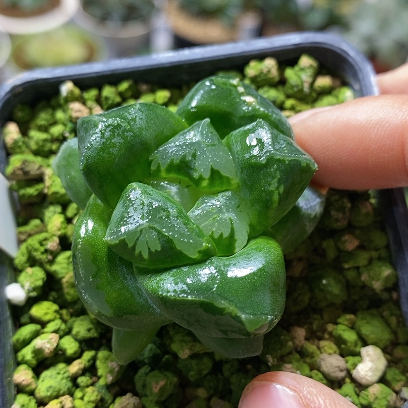 【闪购商品】209实生