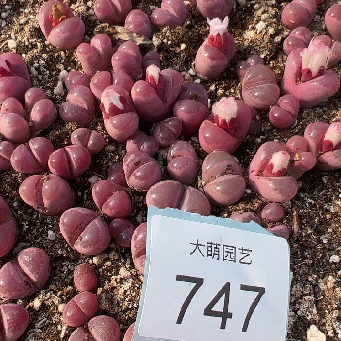 0000747量拍红大内3颗