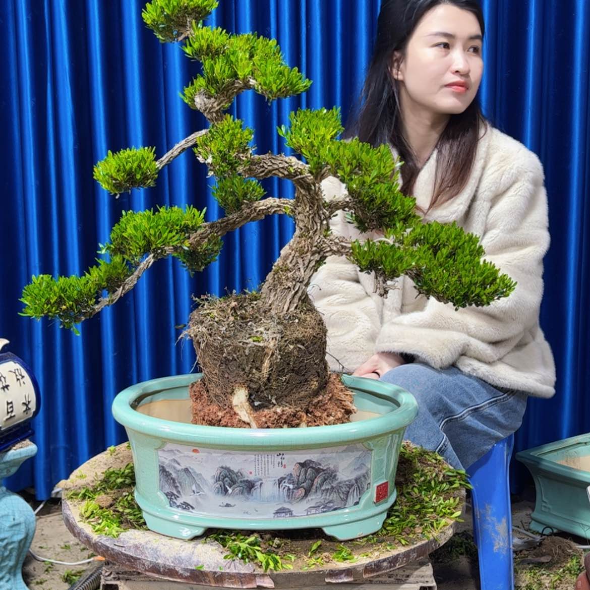 【闪购商品】广东雀舌黄杨盆景