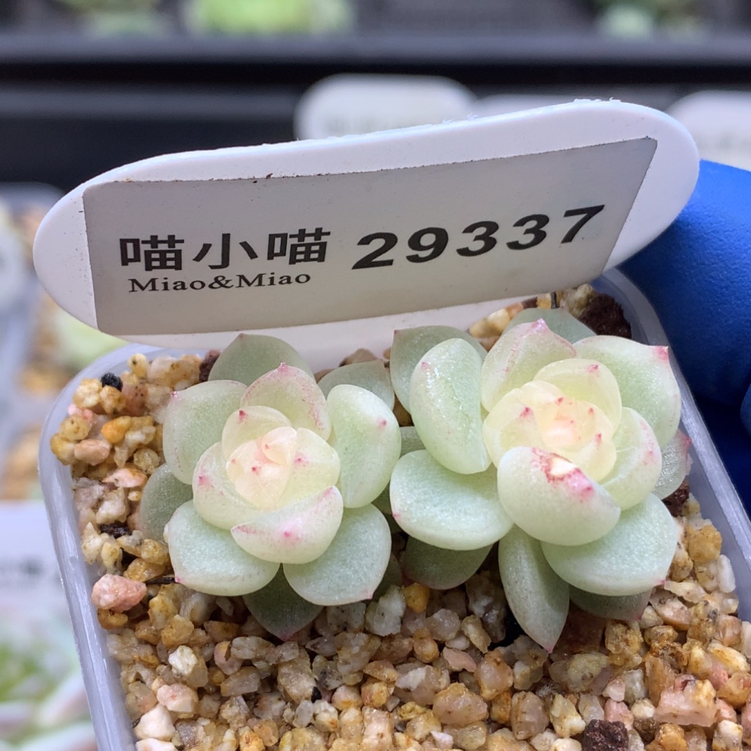 多肉植物杂交珍妮