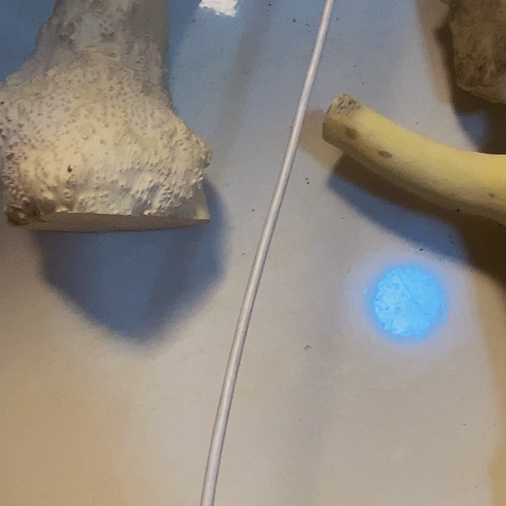 路***艺黄杨木等多种木材