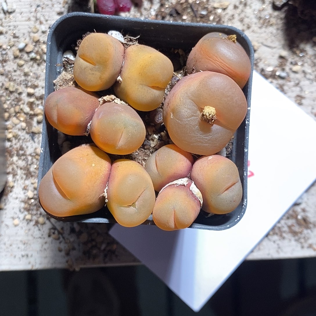 蝈***蝈1393。   一组。一组。 