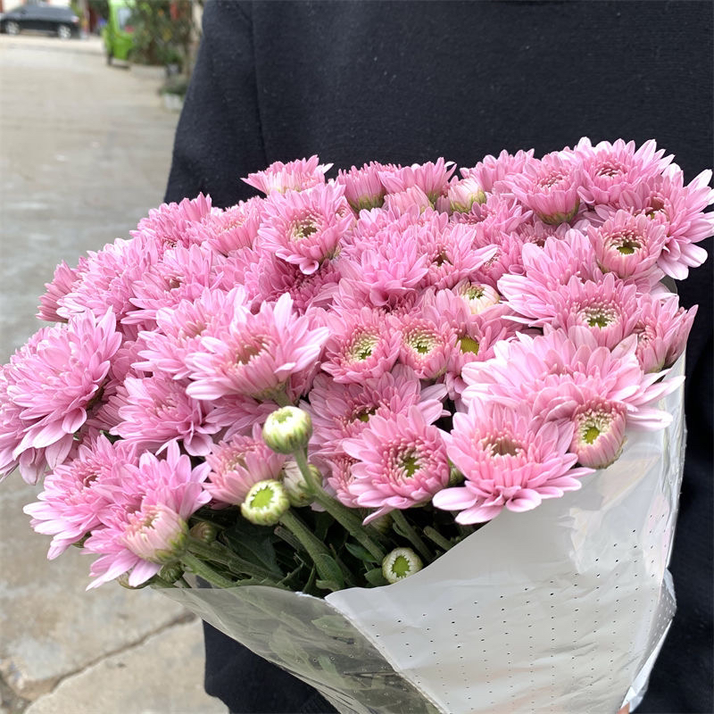 【粉色小雏菊】超长花期