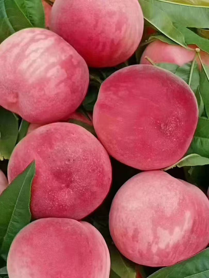 【顺丰包邮，甘肃省内】甘肃秦安露天种植仓方早生水蜜桃多汁5斤装