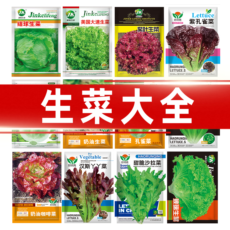 【全店满5包包邮】生菜大全种籽四季种植阳台菜园意大利结球玻璃