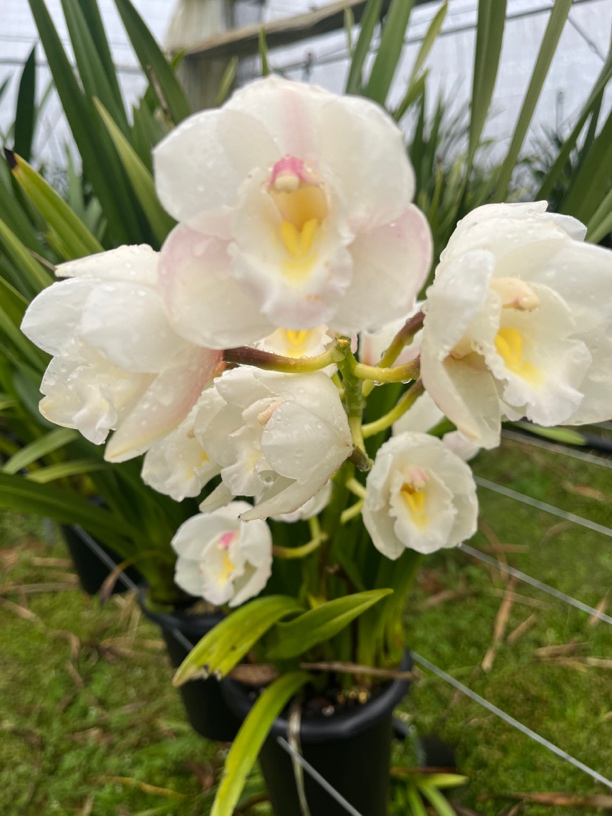 （苹果家）立白 大花惠兰 淡香