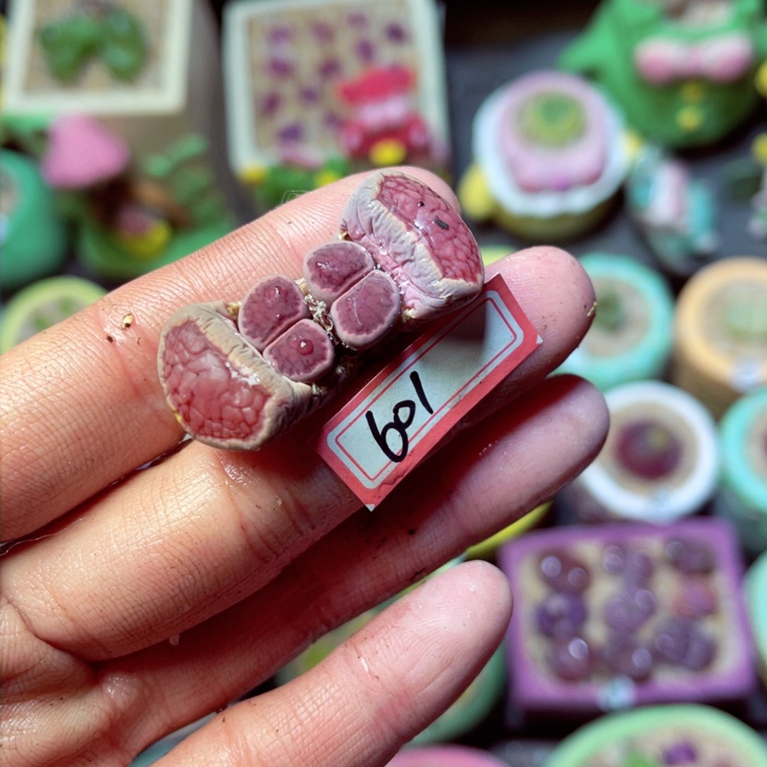 601生石花带盆发