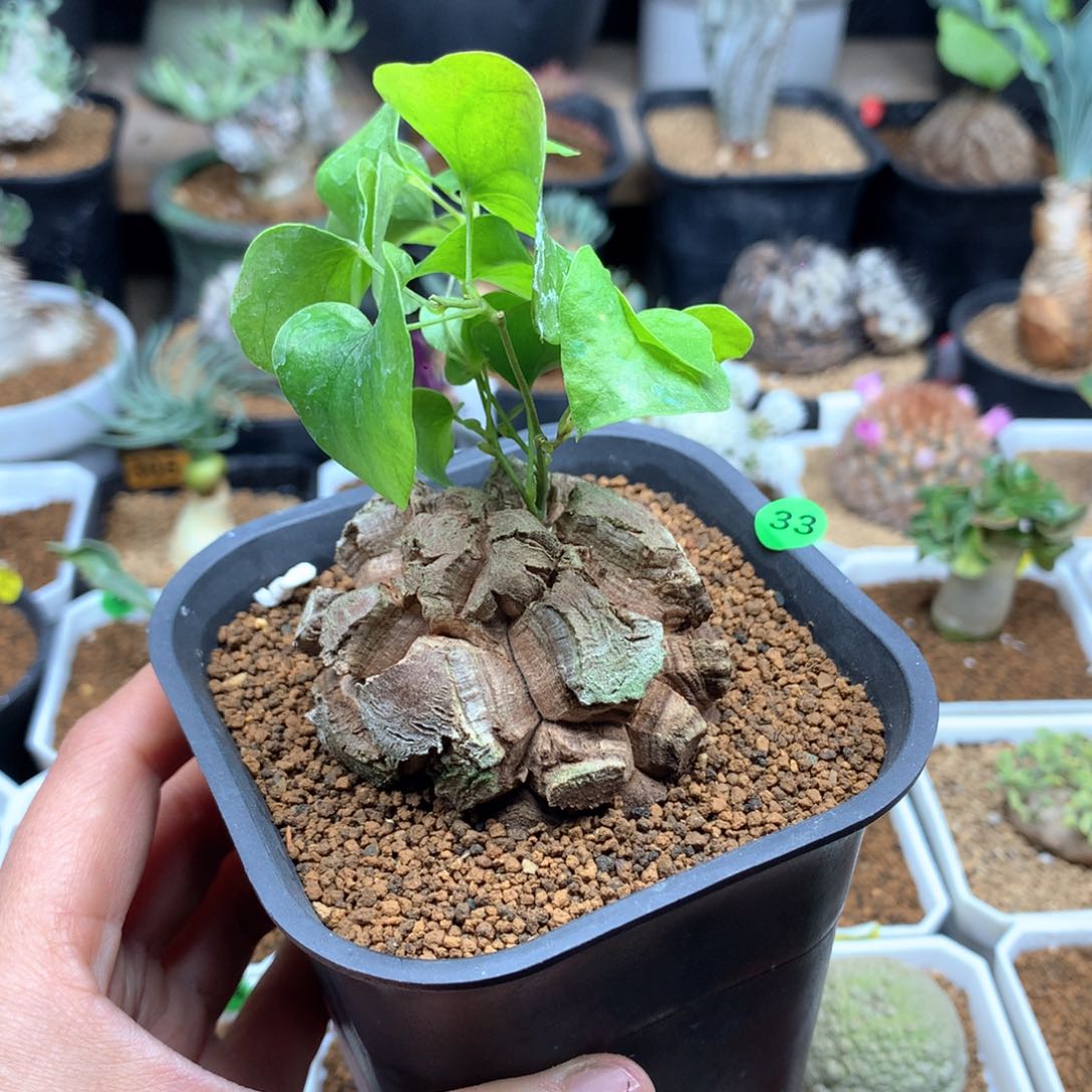 白*?南非龟甲龙33号带盆