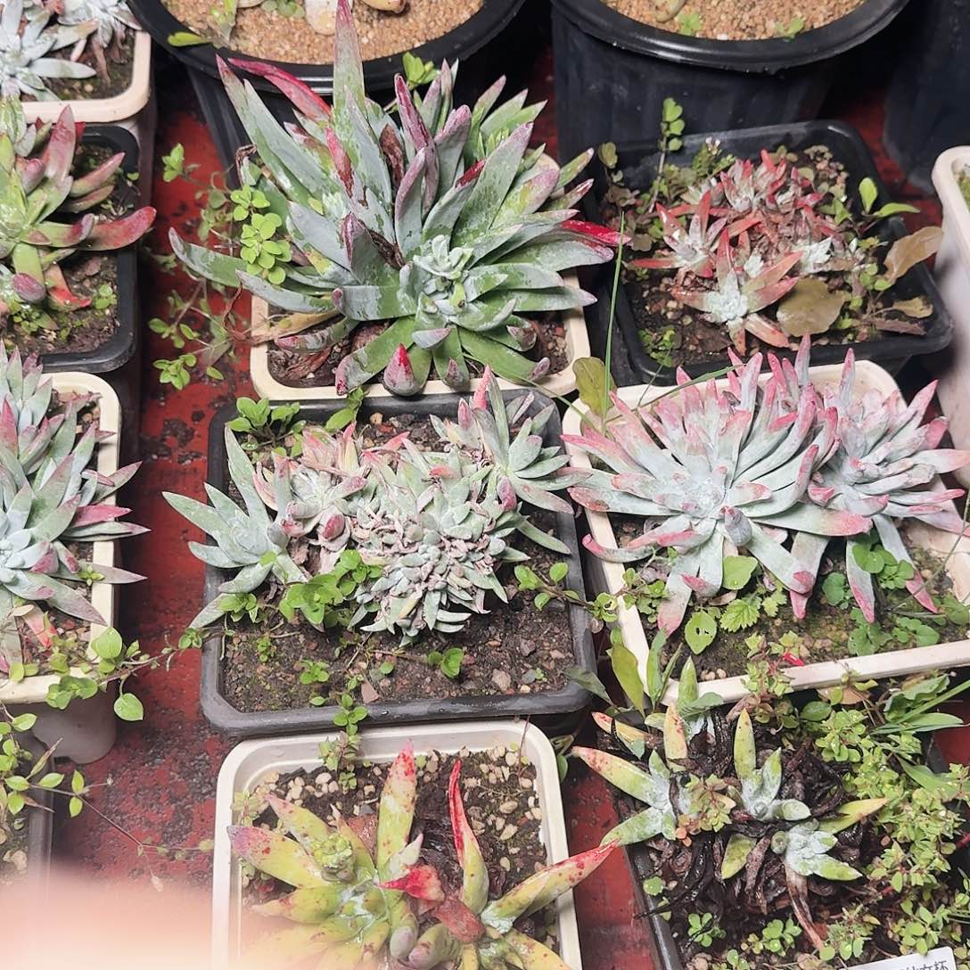 1324瑕疵四颗多肉