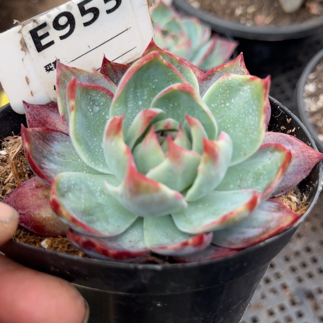 惊鸿一物一拍包装收缩花旱955