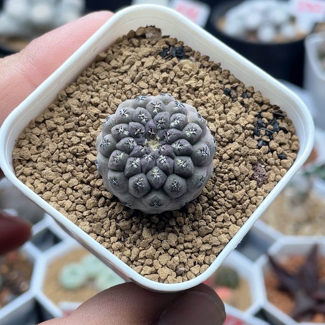 实生小尤豹头仙人球