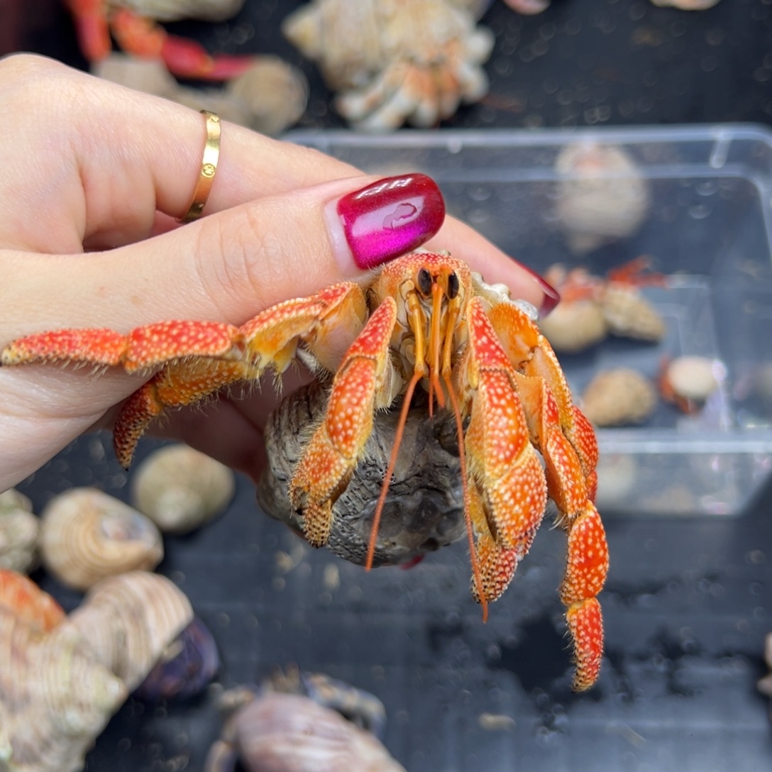 福利橘红色毛球2.9口