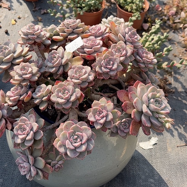 芍***药068红粉佳人血凤脱土发货不退不换