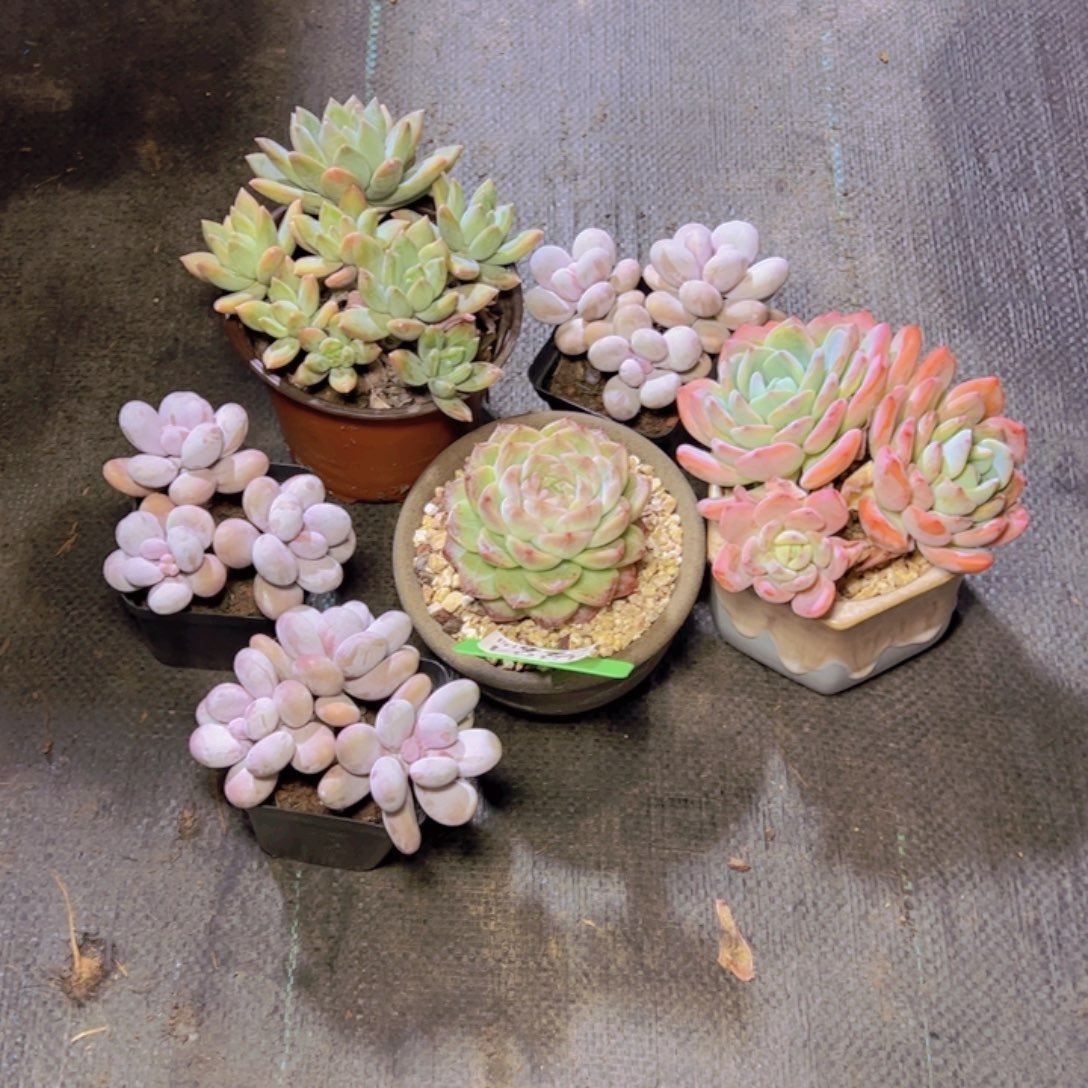 失***去6颗杂货4364多肉植物