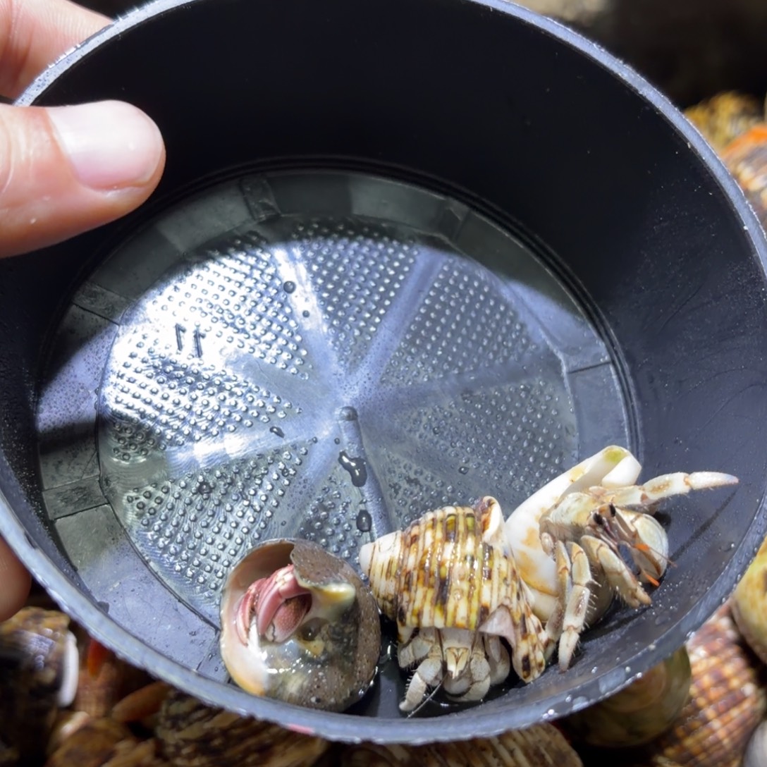 活体宠物 不退不换 5