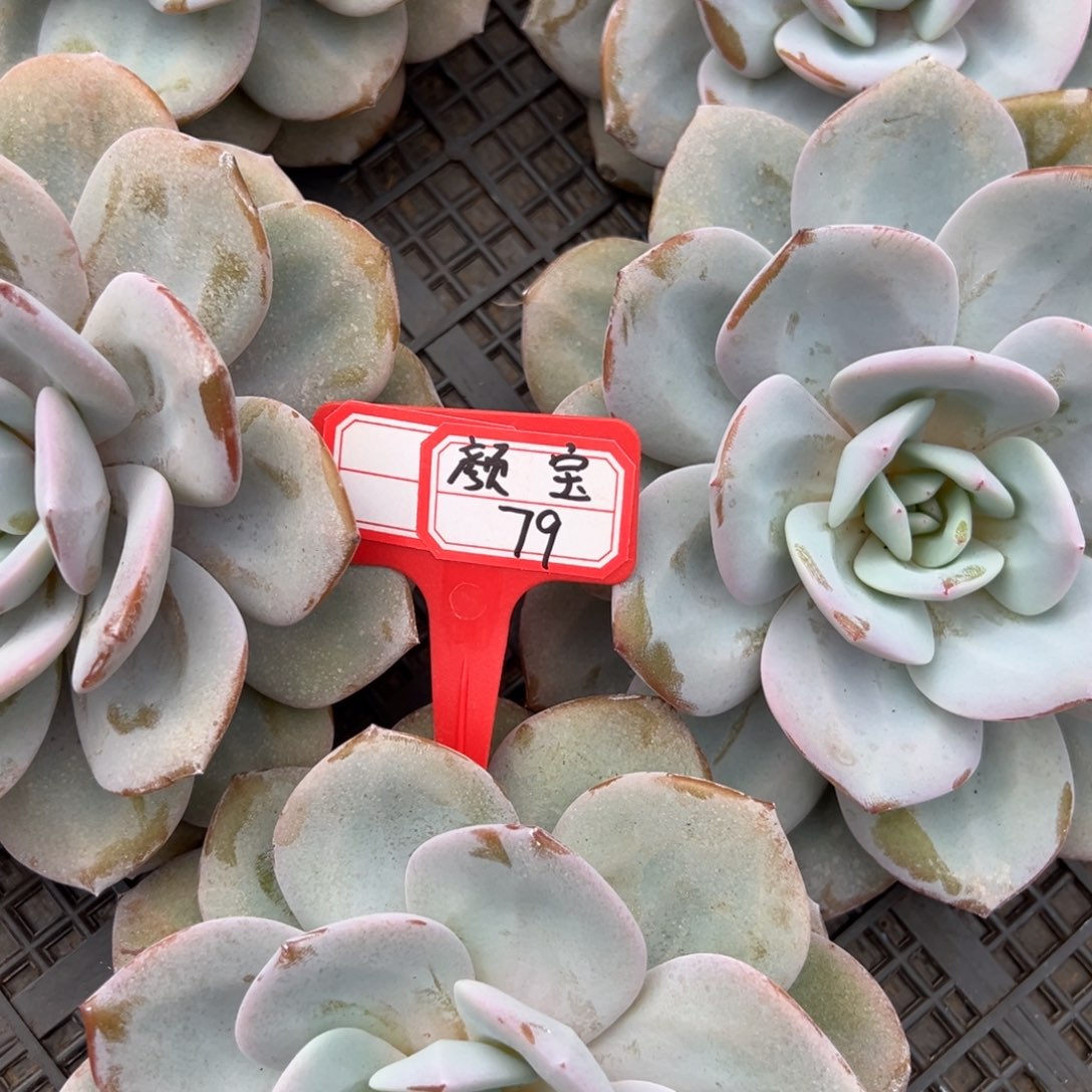 颜***宝颜宝79。             