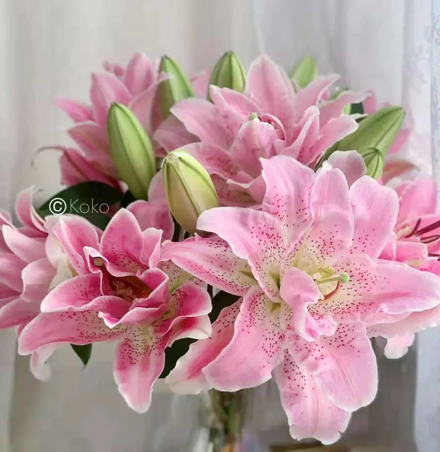 【粉拉菲】18/20周长1个种球香水百合重瓣大花四季可种阳台庭院种植