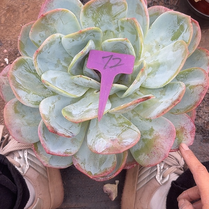 晨语多肉，一物一拍凤橙72