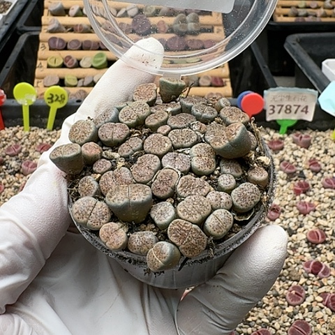 3605，159朝贡玉带血点特价