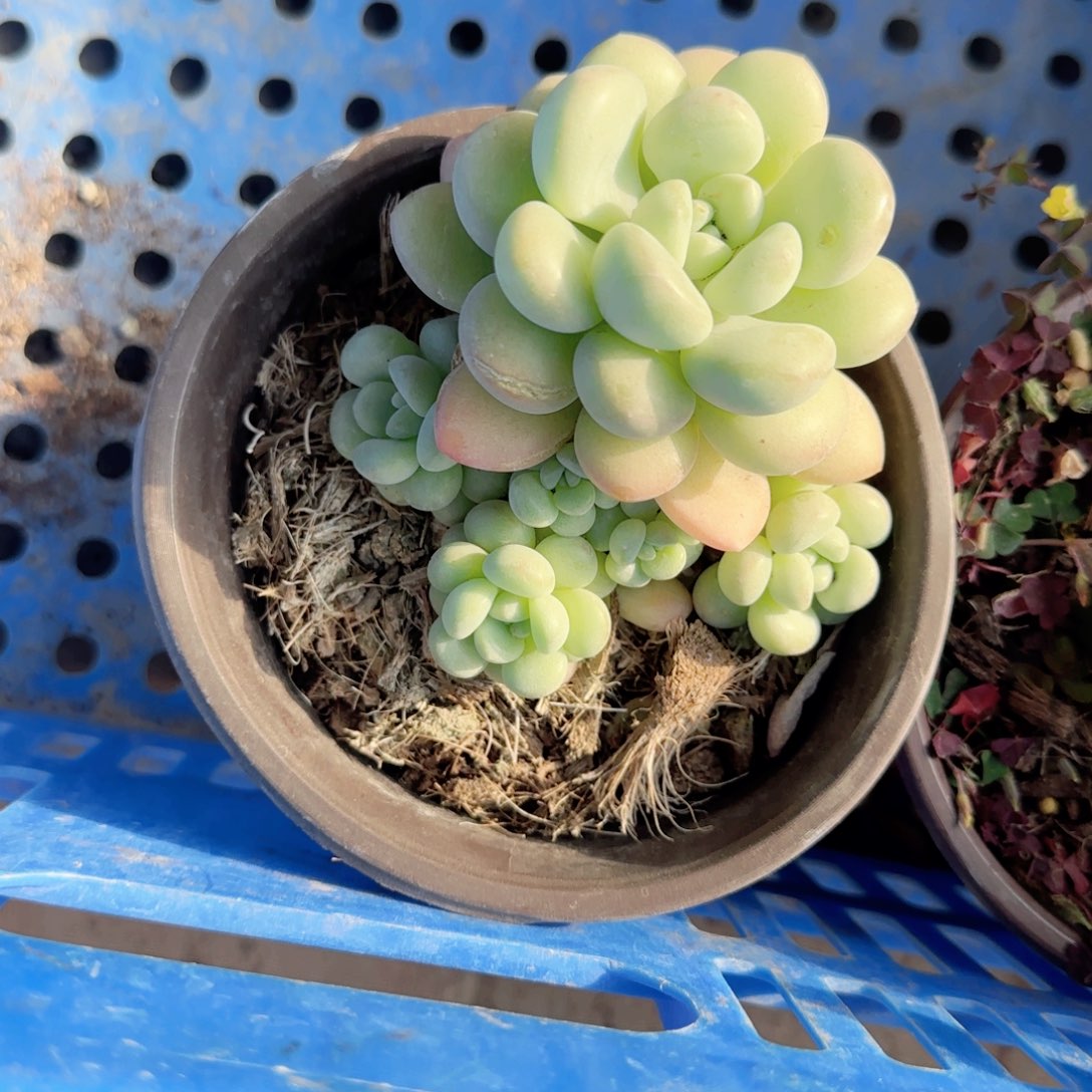 无花朵泡泡糖群生