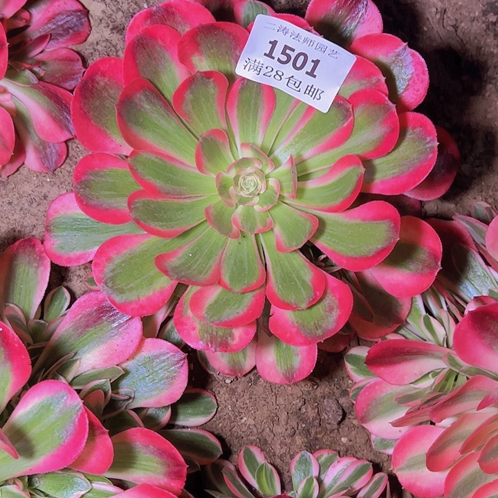 1501红女郎多肉植物