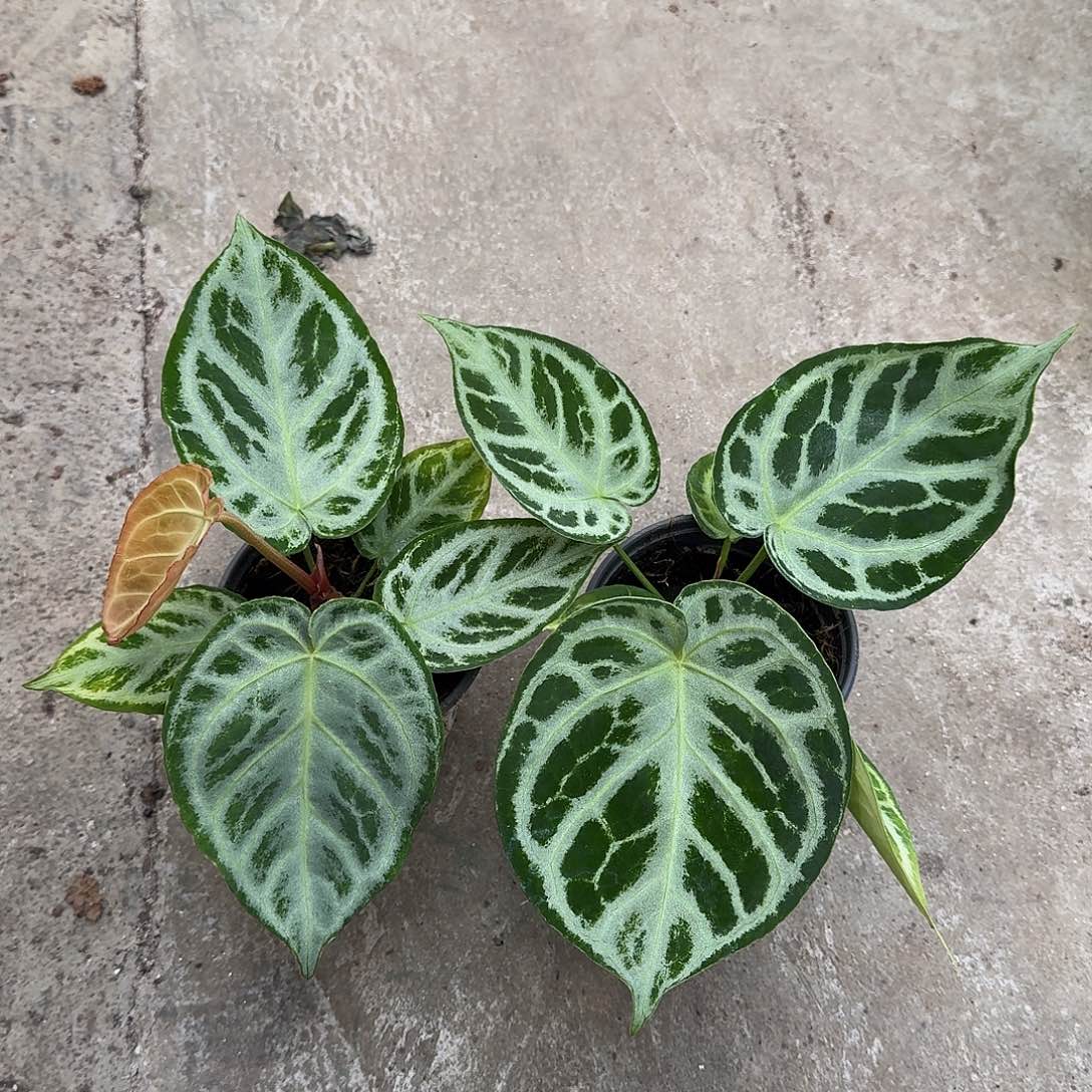 G***y不开花植物一物一拍D141.145