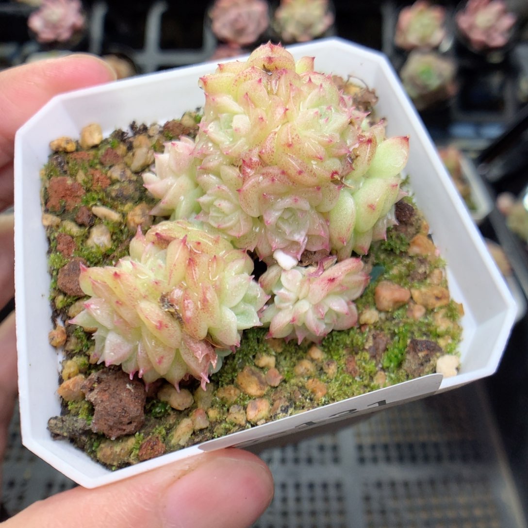 C131y y y y y y y y y y