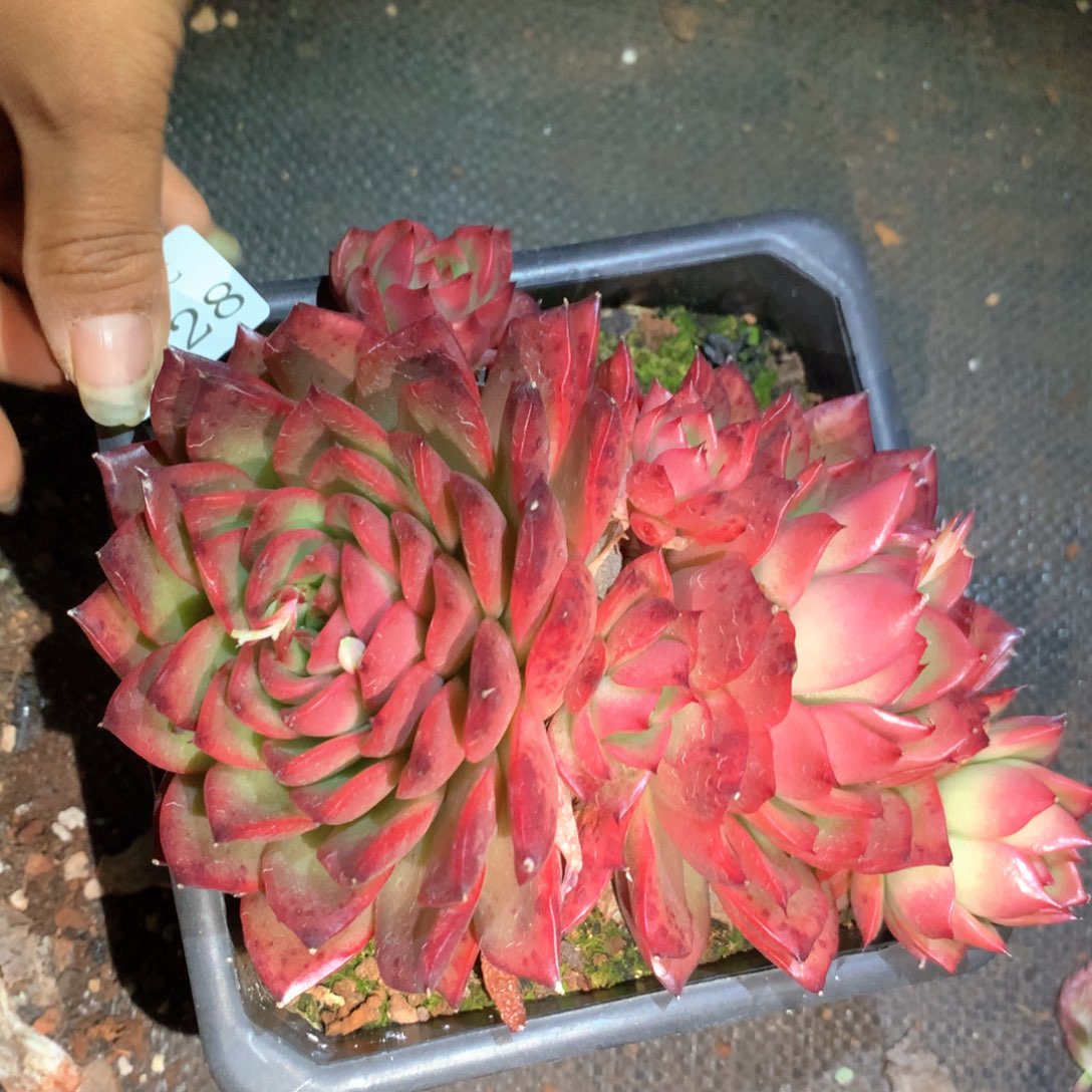 6328不包掉头整散不售后