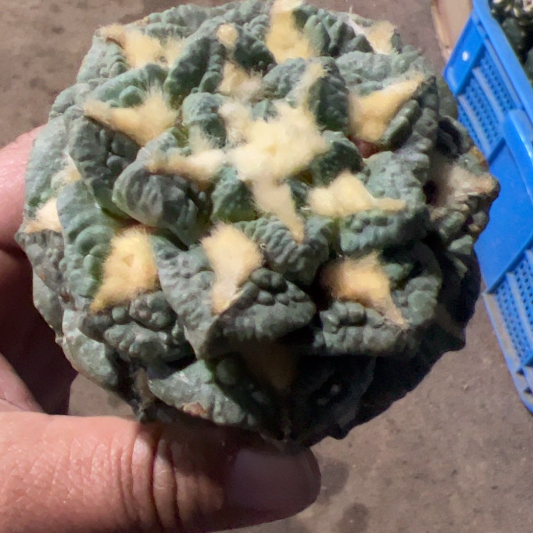 老龟甲牡丹仙人球753
