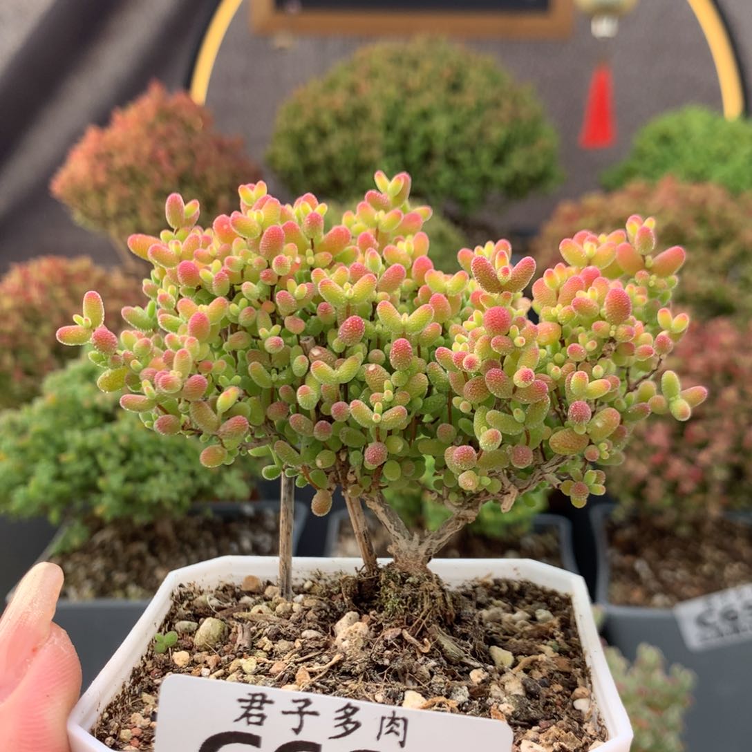 c660蜜橘枝干番杏