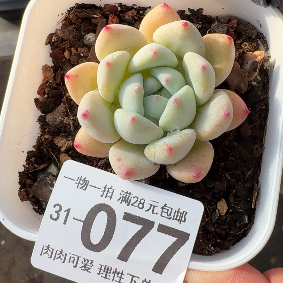 望舒无盆土发货无