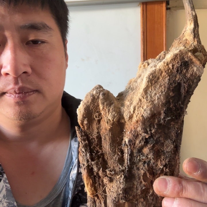 柏木（崖柏）用**风太行崖柏