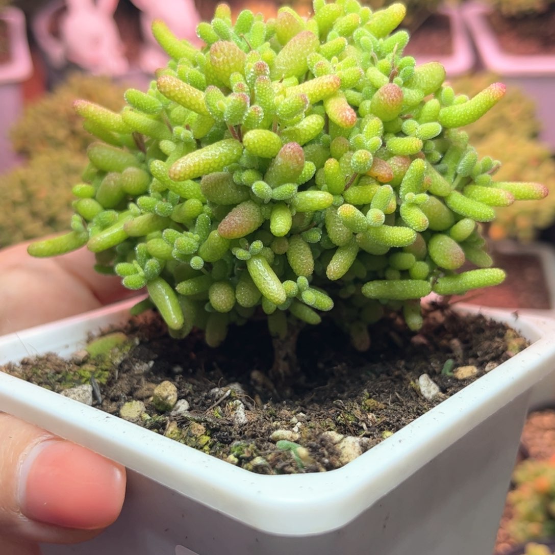 355金橘可爱多肉植物