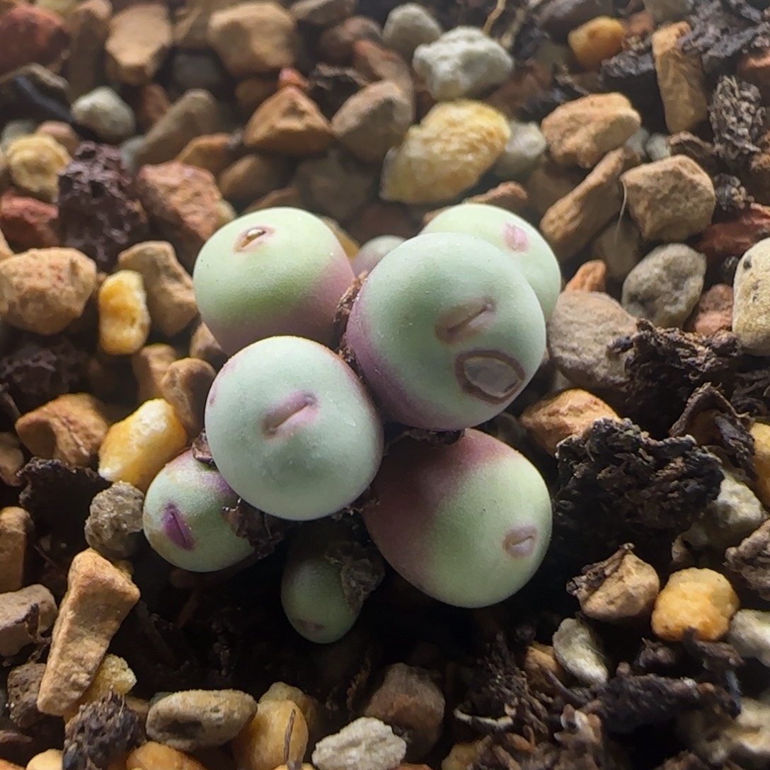 10-29-1-3当天满38包邮清货8头红嘴0.6cm脱土