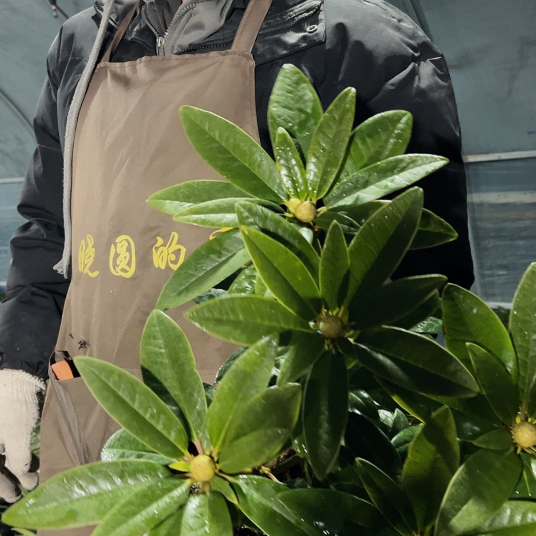 无花朵甜心一加仑