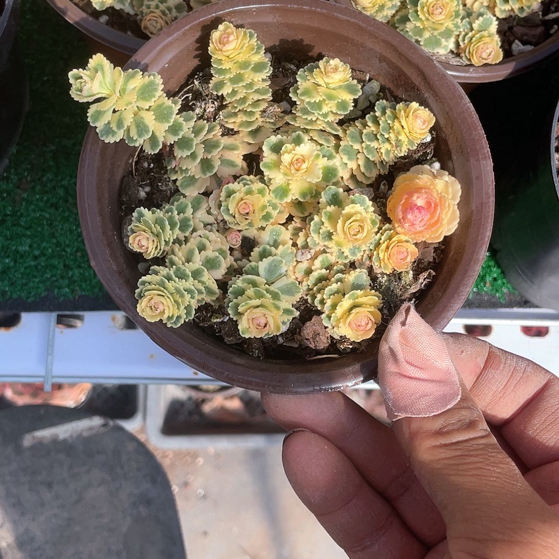 亚特兰蒂斯带盆发货多肉