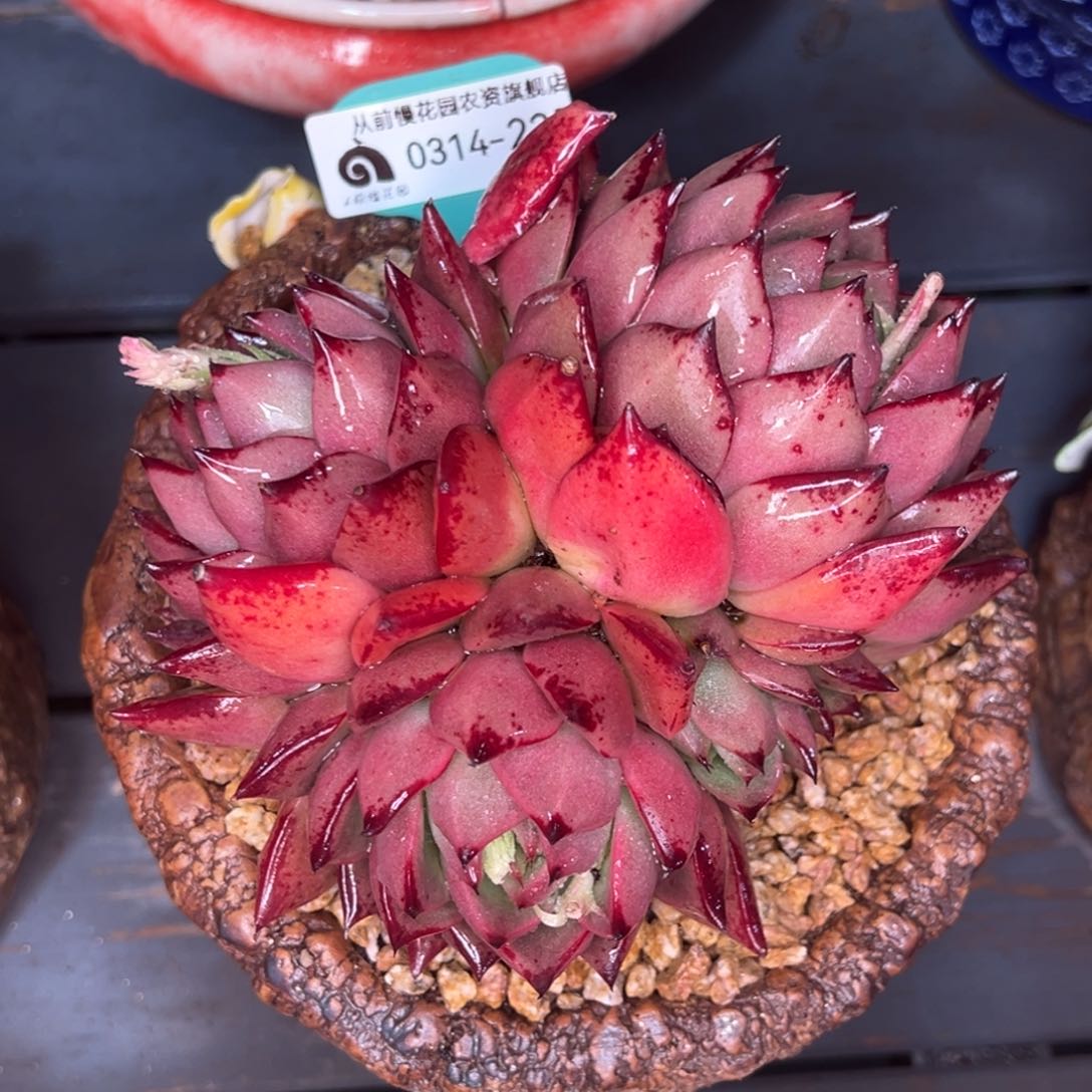 从前慢多肉精选编号0314.225