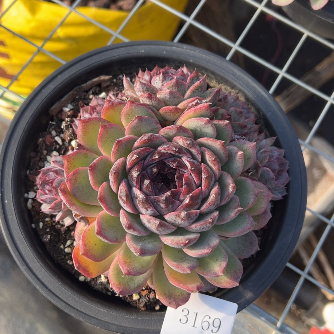 瑄**咪3169肉肉肉肉肉肉肉