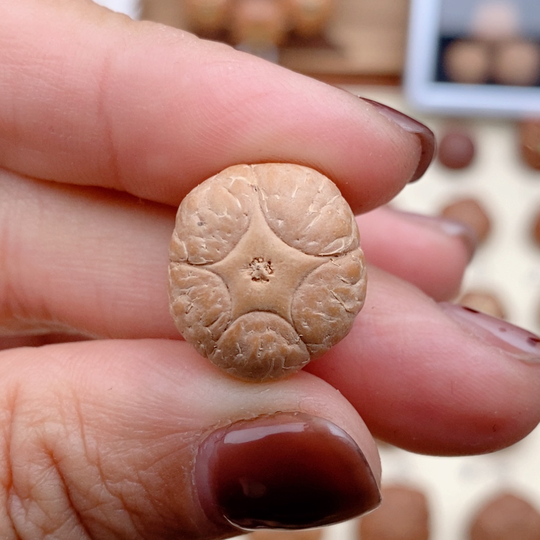 龙眼菩提吊坠五星