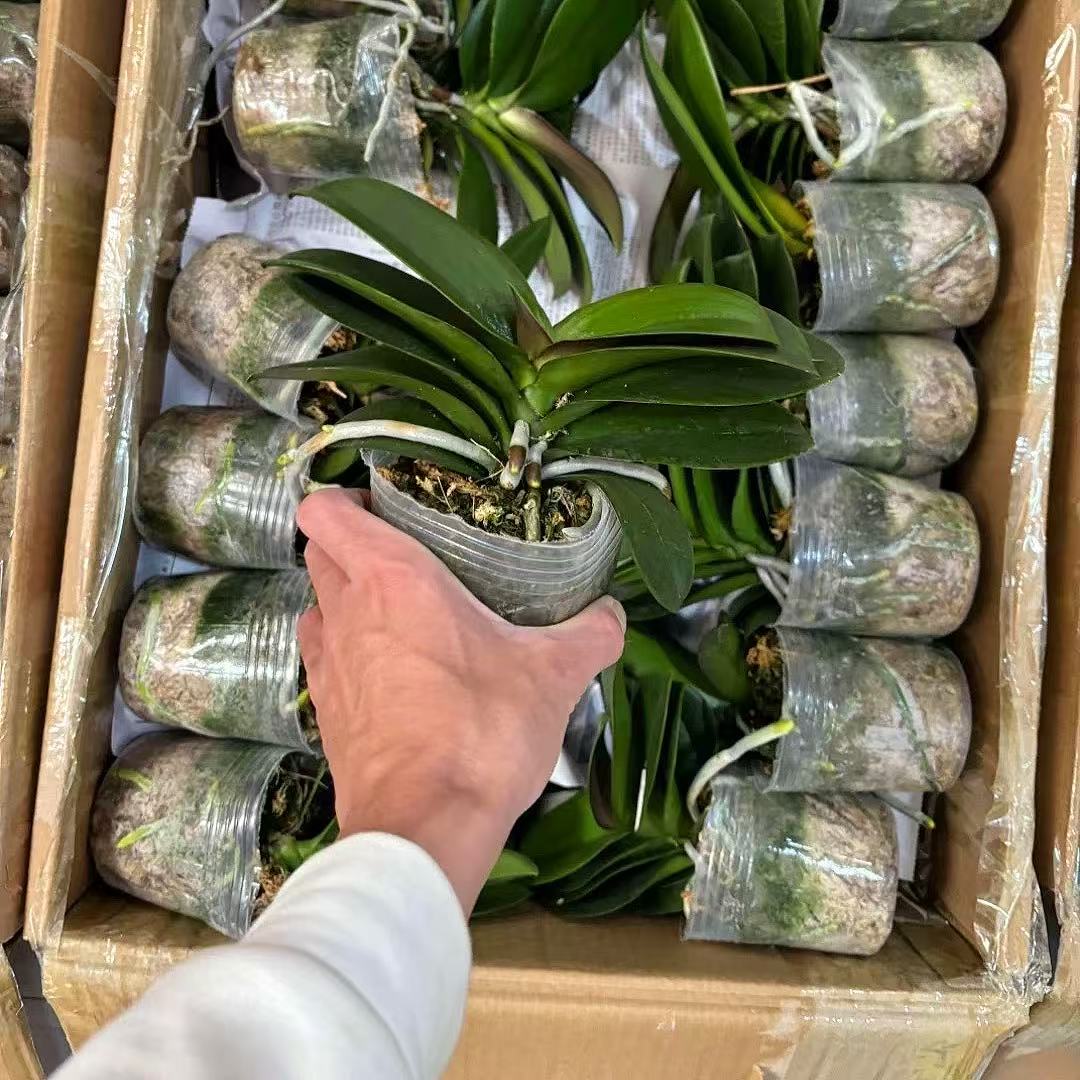 妗画【蝴蝶兰苗子】蝴蝶兰鲜花精致组盆 开花株 室内绿植 基地直发