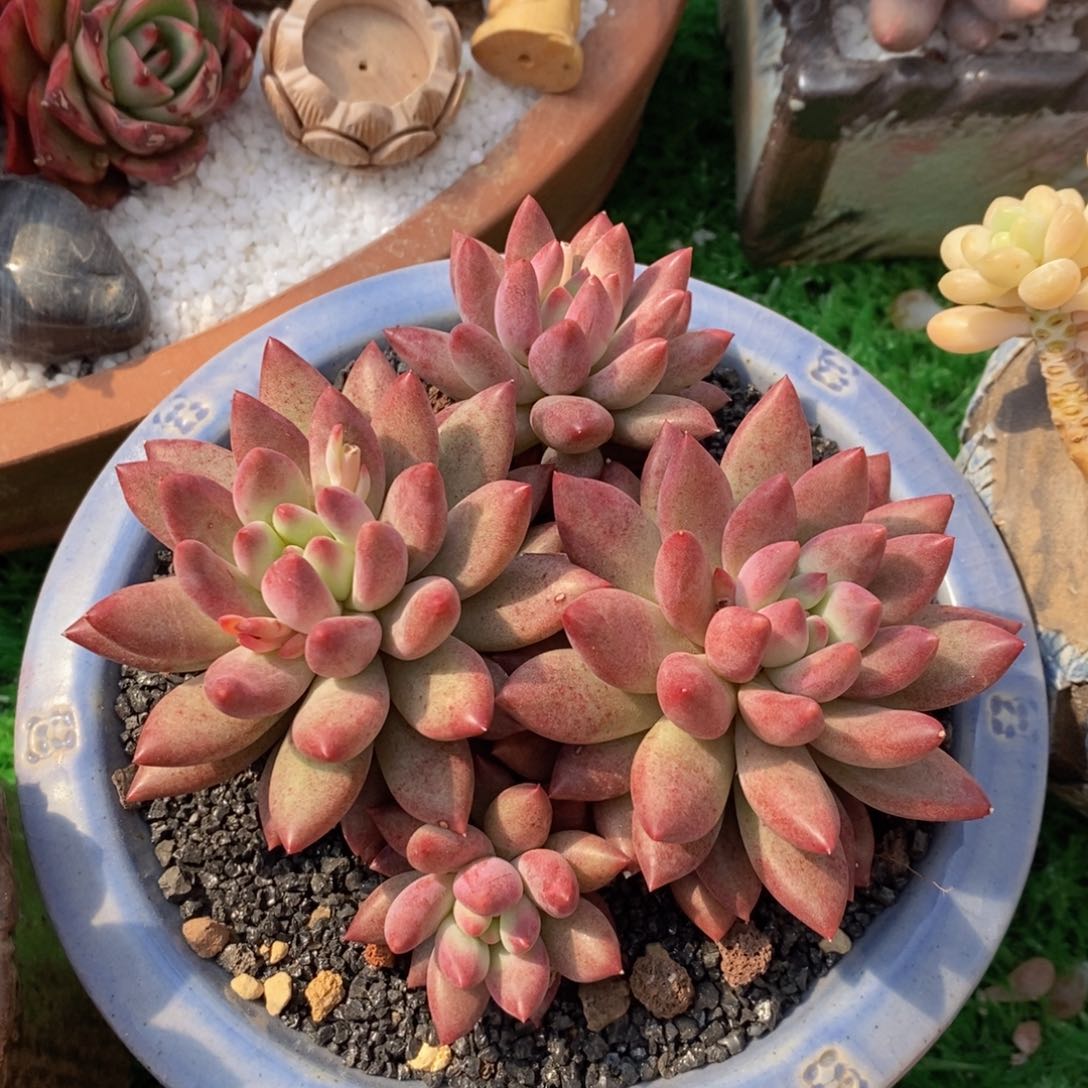 S****ZSYW虞美人多肉植物