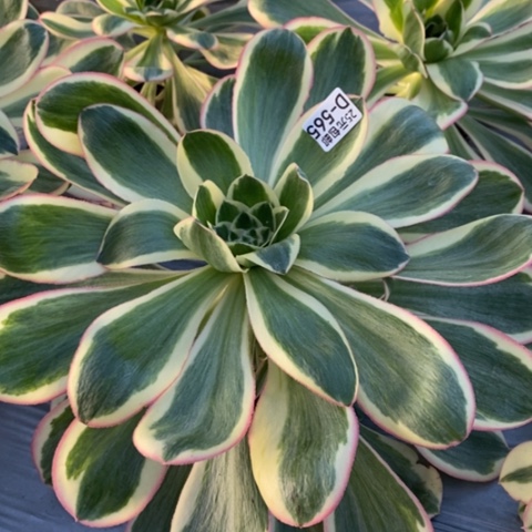 565燕姿锦满25包邮多肉